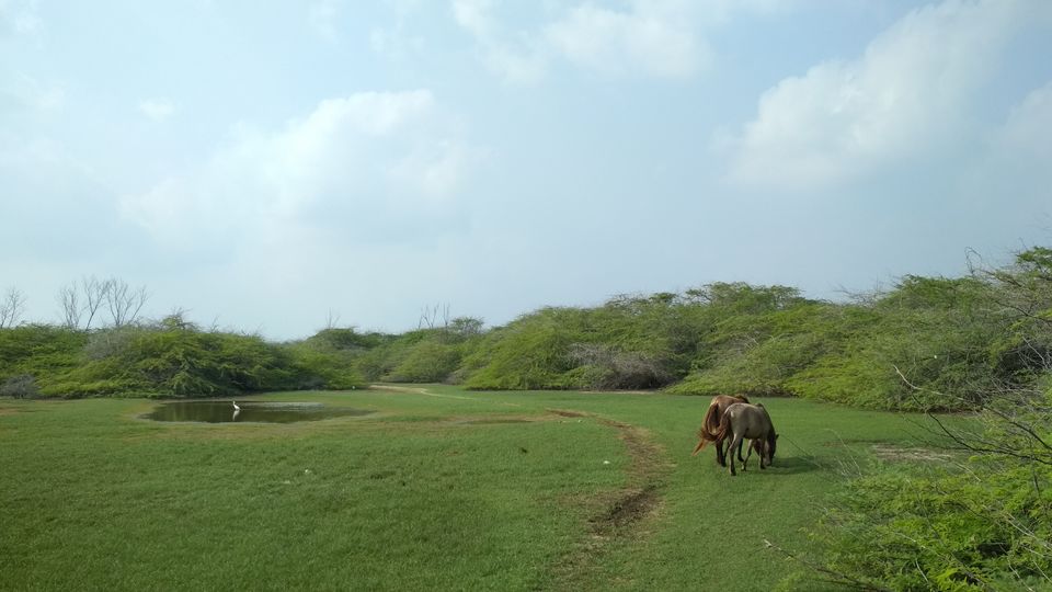 Photo of Dhanushkodi - The Magical Landscape by Athira Radhakrishnan