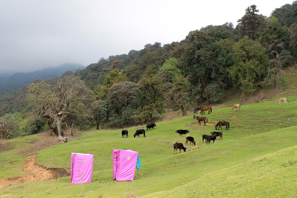 Photo of Braving a hailstorm in the Himalayas 17/22 by Nisha Reginald