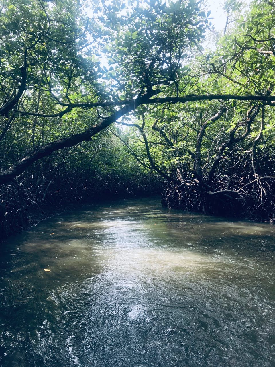Photo of Baratang, Andaman and Nicobar Islands by Akshaya Bhat