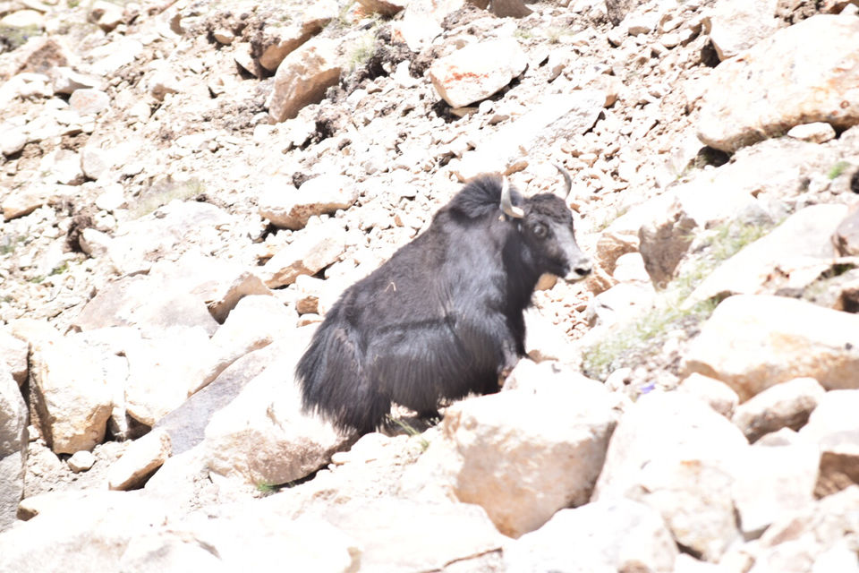 Photo of Ladaakh Is Amazing Day8 To Day 11 by Zahir Aslm bhat