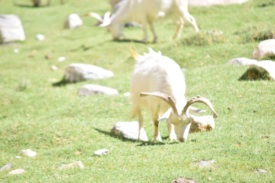 Photo of Ladaakh Is Amazing Day8 To Day 11 by Zahir Aslm bhat