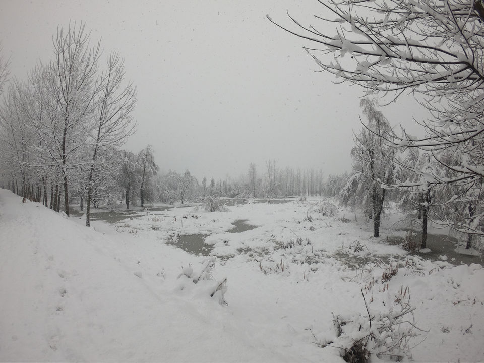Photo of Walk In The Woods HOKERSAR by Zahir Aslm bhat