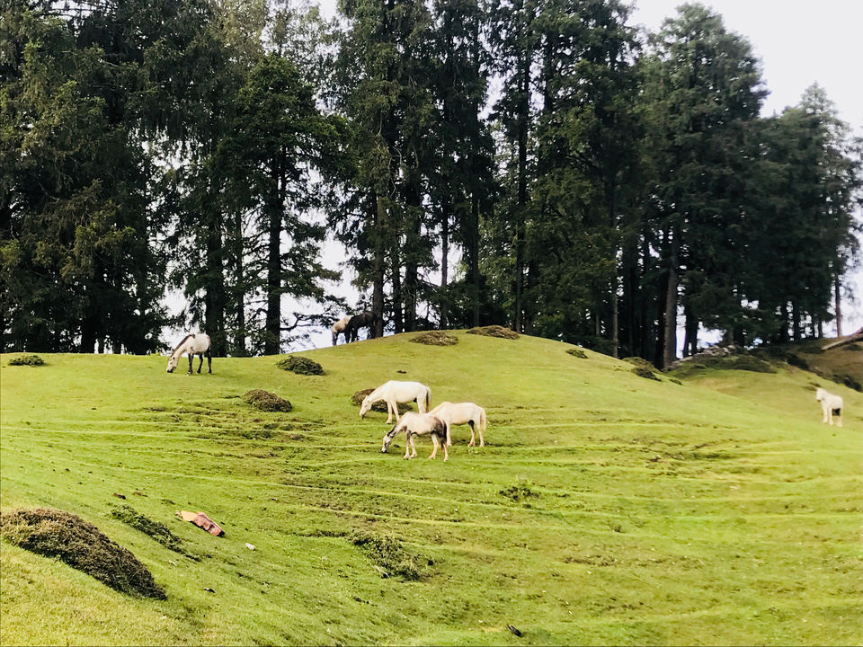 Photo of Chakrata, Uttarakhand, India by Isha Mallik