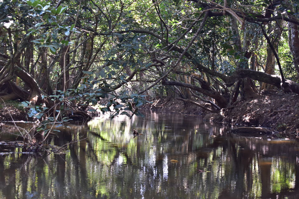 Photo of Last spring in Kerala by Bhrugu