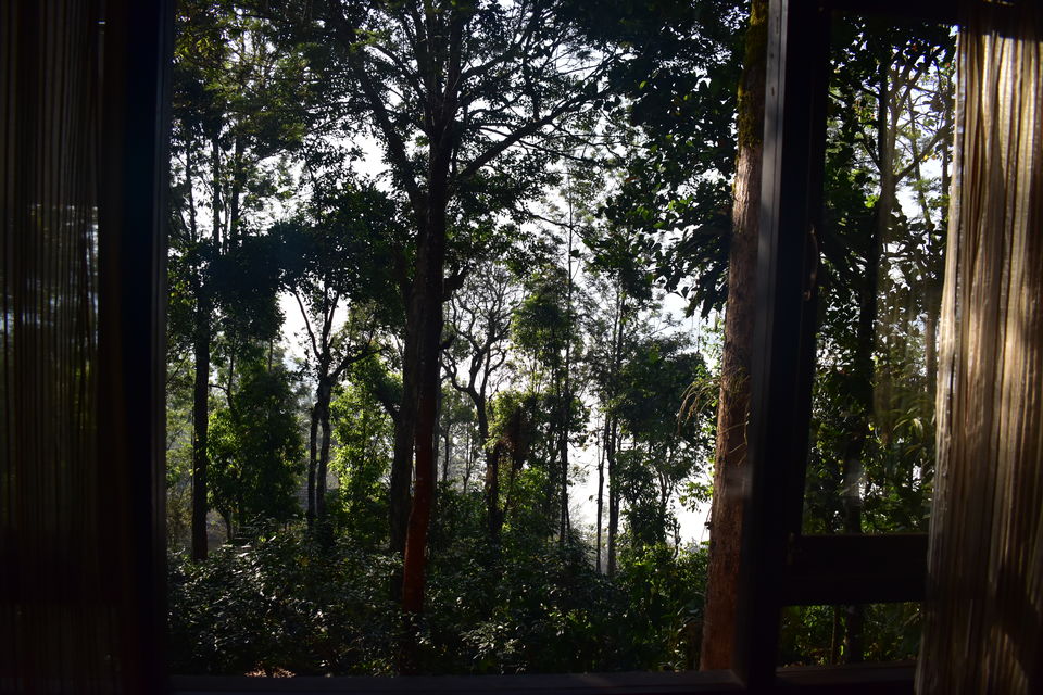 Photo of Last spring in Kerala by Bhrugu
