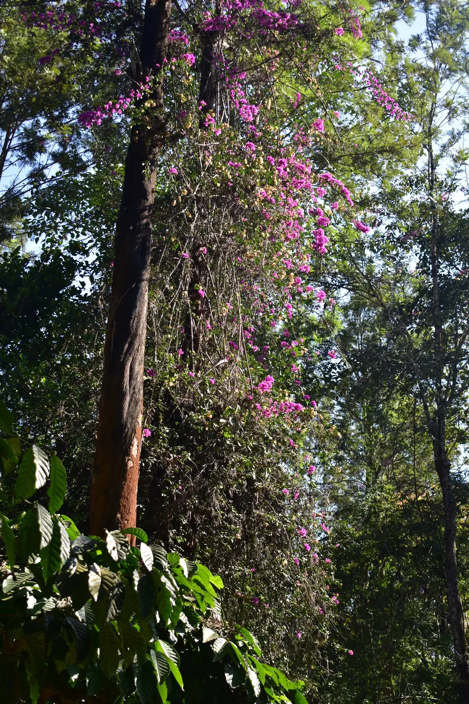 Photo of Wayanad, Kerala, India by Bhrugu