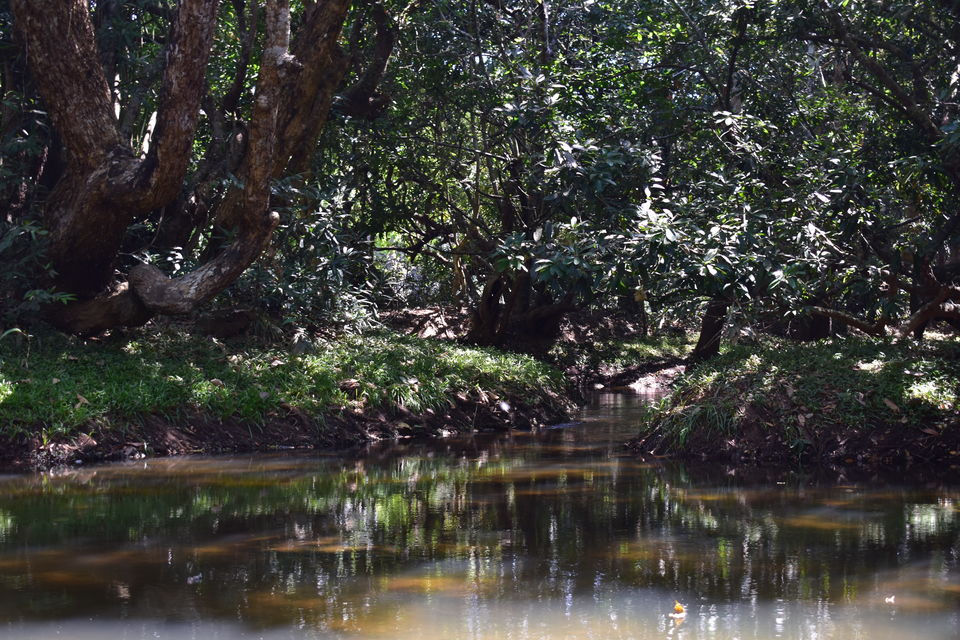 Photo of Last spring in Kerala by Bhrugu