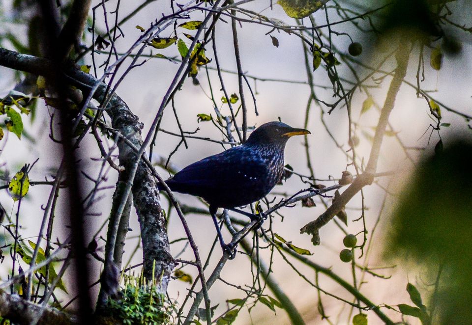 Photo of Pangot by thewanderjoy