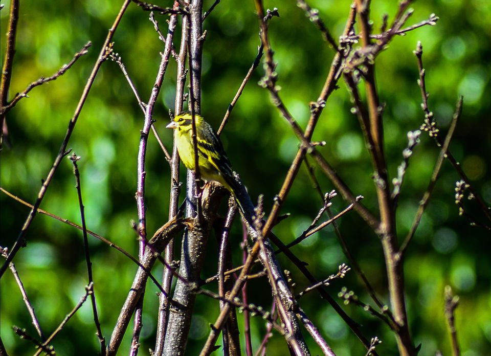 Photo of Pangot by thewanderjoy