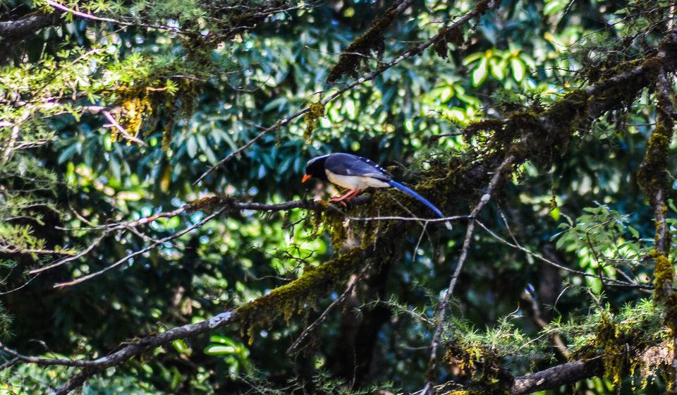 Photo of Pangot by thewanderjoy