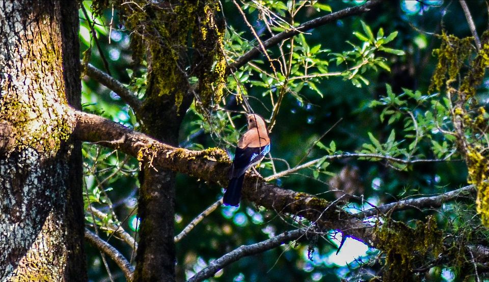 Photo of Pangot by thewanderjoy