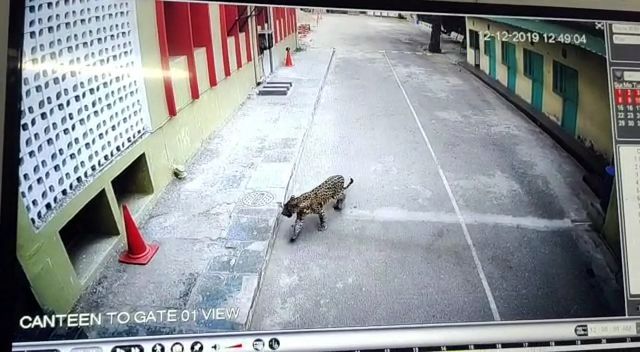 Photo of In Video: Lion Checks into a Hotel In Junagadh! 1/3 by thewanderjoy