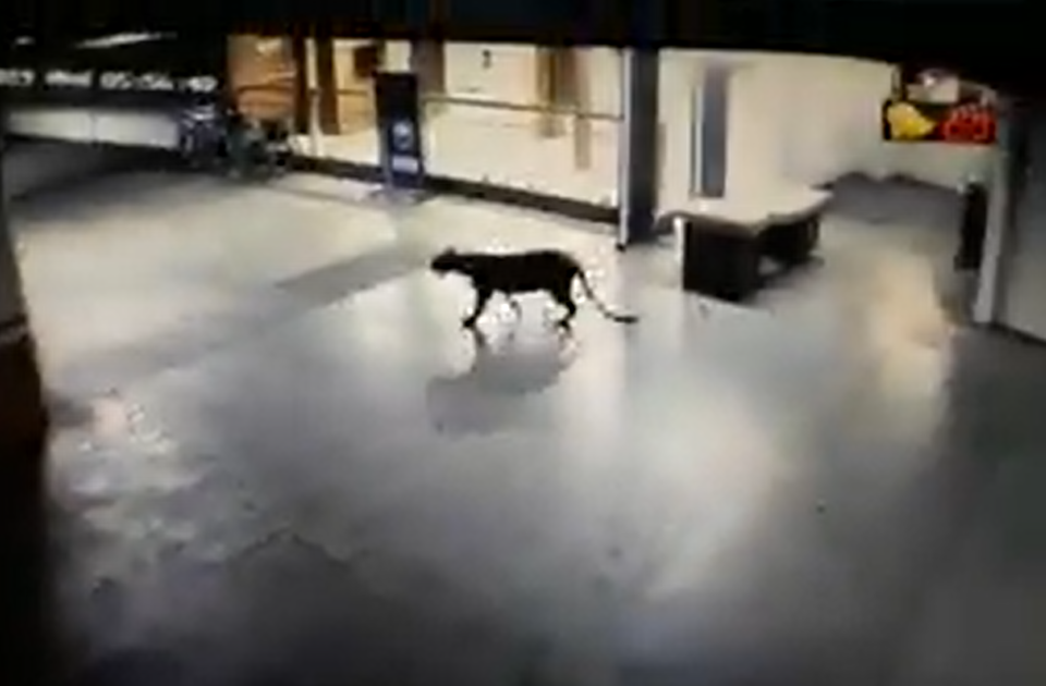 Photo of In Video: Lion Checks into a Hotel In Junagadh! 2/3 by thewanderjoy