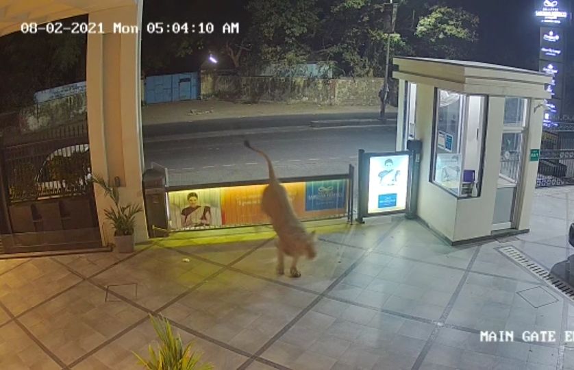 Photo of In Video: Lion Checks into a Hotel In Junagadh! by thewanderjoy