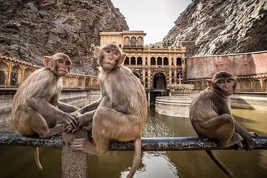 Photo of Galta Ji Temple, Galta Ji, Jaipur, Rajasthan, India by thewanderjoy