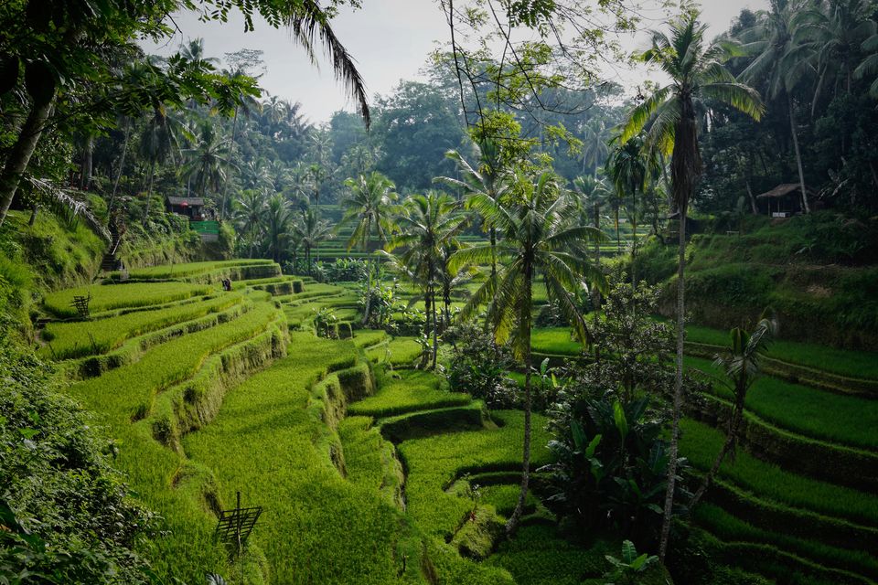 Photo of Bali, Indonesia by thewanderjoy