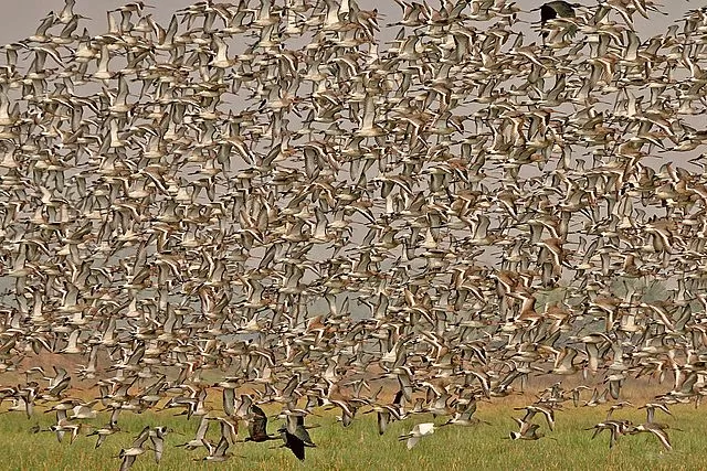 Photo of Mangalajodi, Odisha, India by thewanderjoy