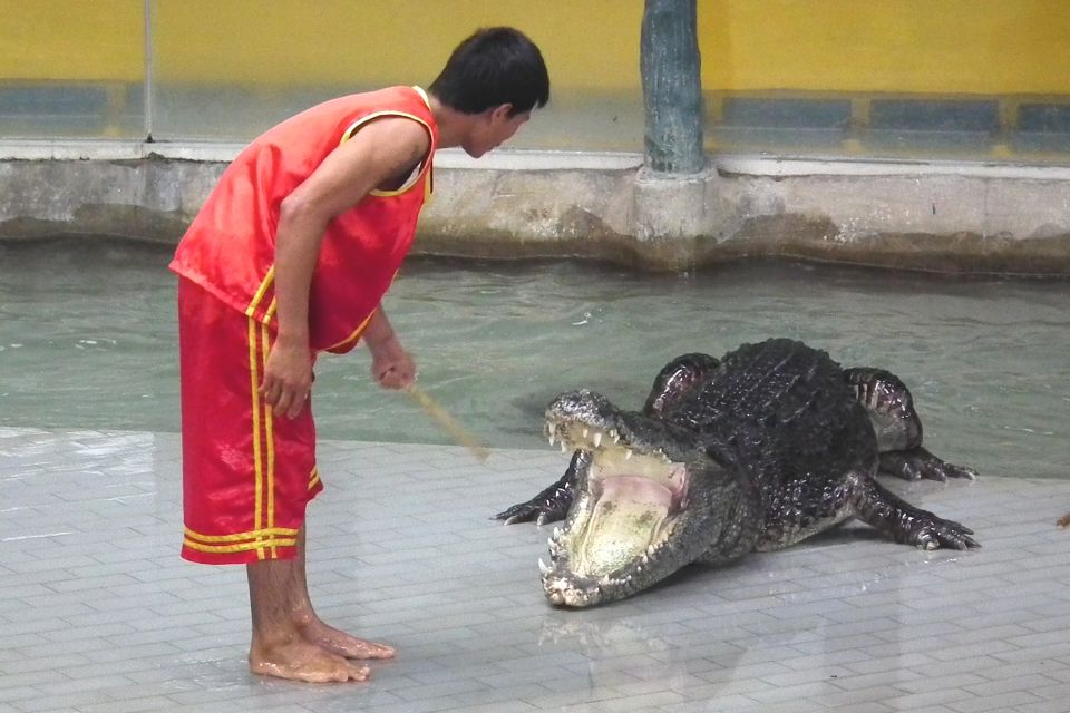 Photo of Animals-1, Tourists-0! Thailand’s Popular Tiger Zoo Shuts Down After 24 Years 3/3 by thewanderjoy