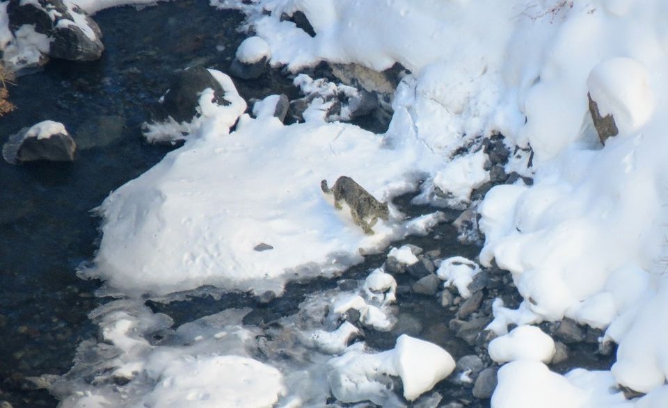 Photo of IN SEARCH OF THE ELUSIVE SNOW LEOPARD by Kaushik Sarma