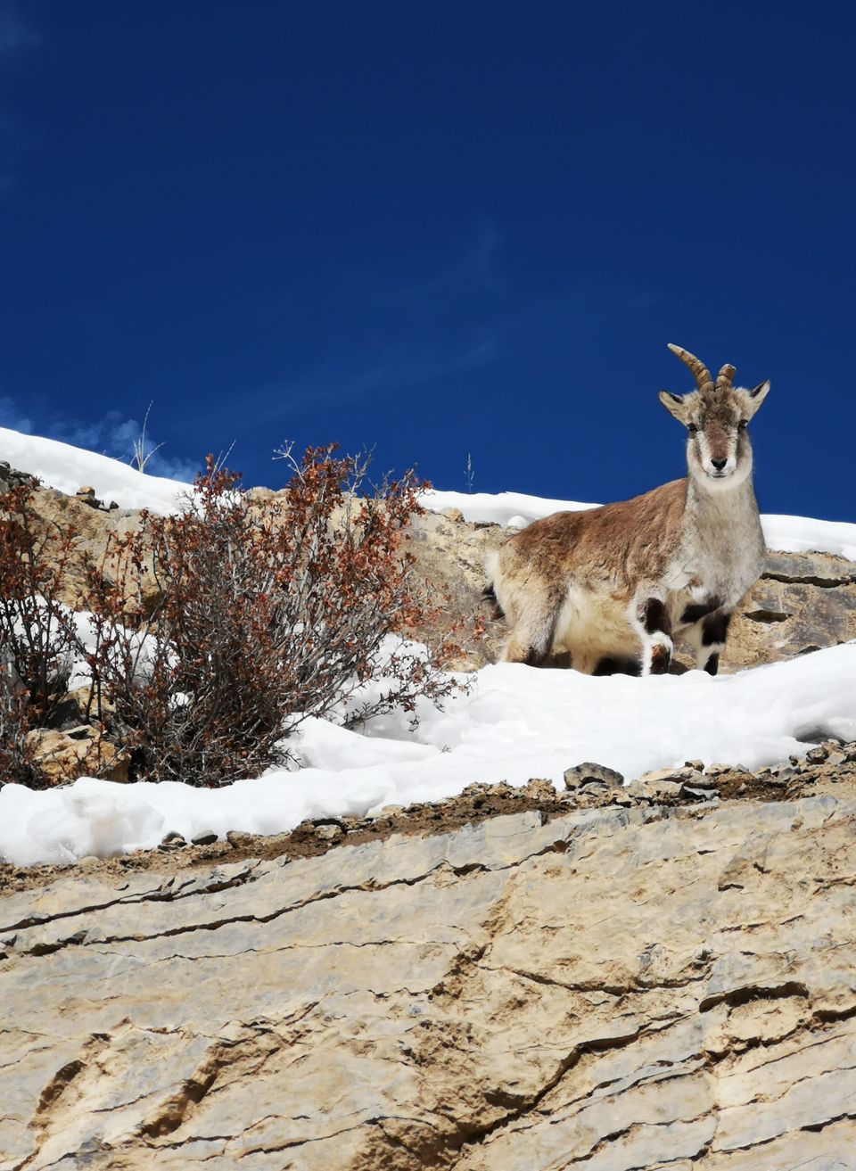 Photo of Kibber, Himachal Pradesh, India by Kaushik Sarma