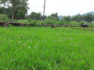 Photo of NATURE WALK 1/5 by Hemant Tigga