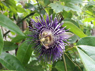 Photo of NATURE WALK 5/5 by Hemant Tigga