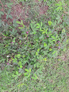Photo of NATURE WALK 3/5 by Hemant Tigga