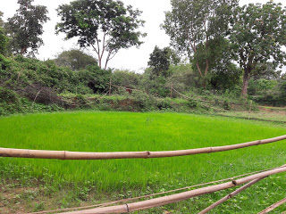 Photo of NATURE WALK 4/5 by Hemant Tigga