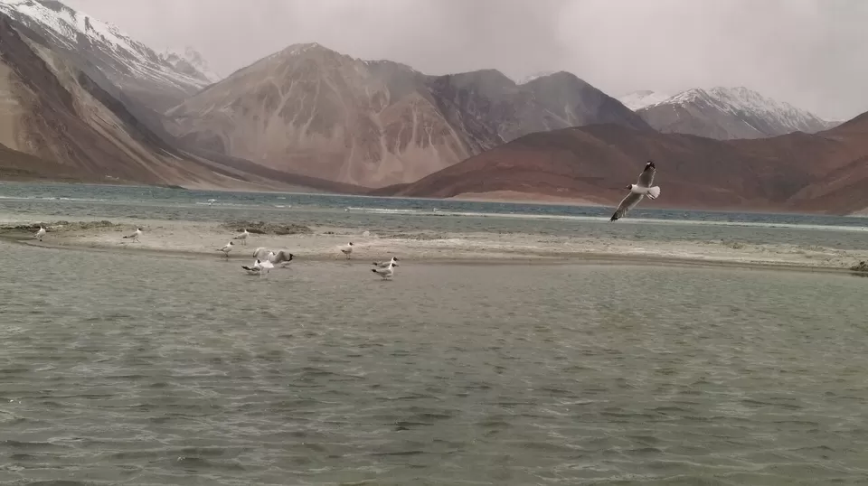 Photo of Pangong Tso Lake by Manish Raut