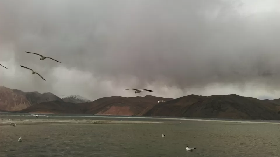 Photo of Pangong Tso Lake by Manish Raut