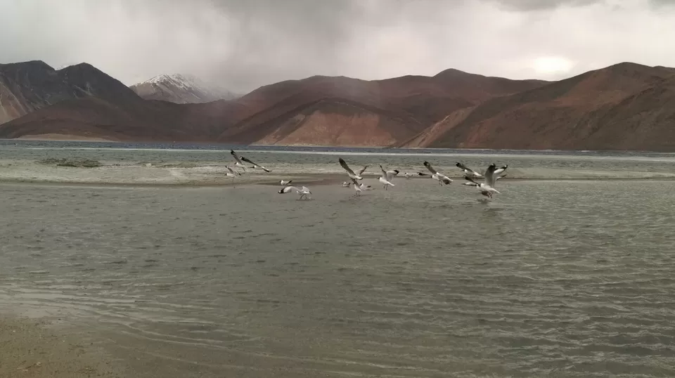 Photo of Pangong Tso Lake by Manish Raut