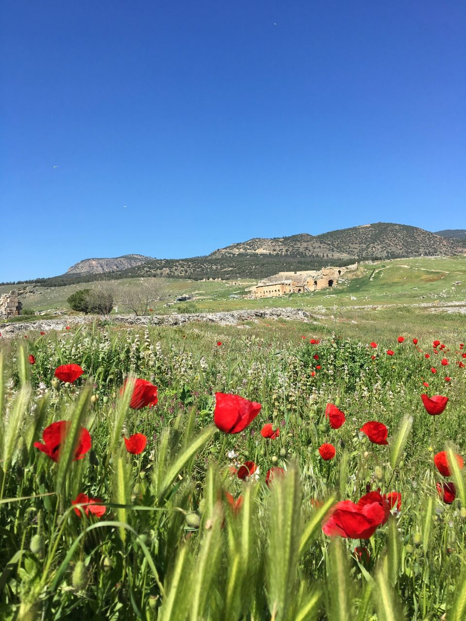 Photo of Pamukkale Trip - Things to Do and See in the Turkish City by Bhavya Vatrapu