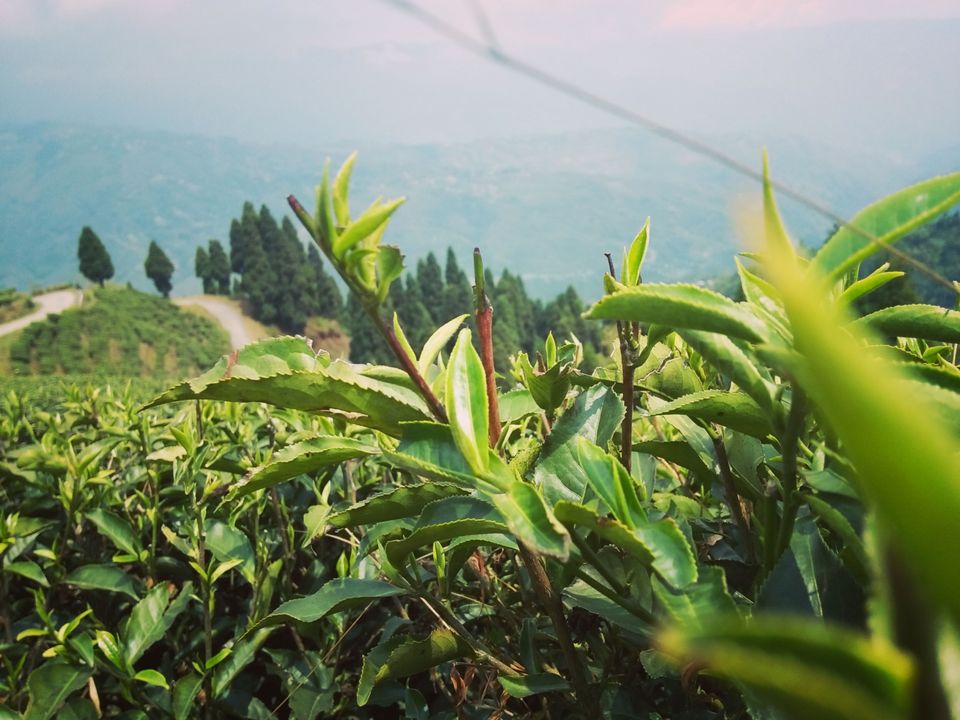 Photo of Trip itinerary in the small town of Mirik by Kavita