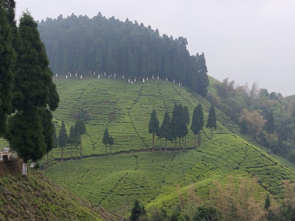 Photo of Trip itinerary in the small town of Mirik by Kavita