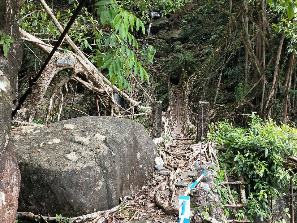 Photo of Meghalaya's most famous living root bridges! Yet unknown among Indians. by Kavita