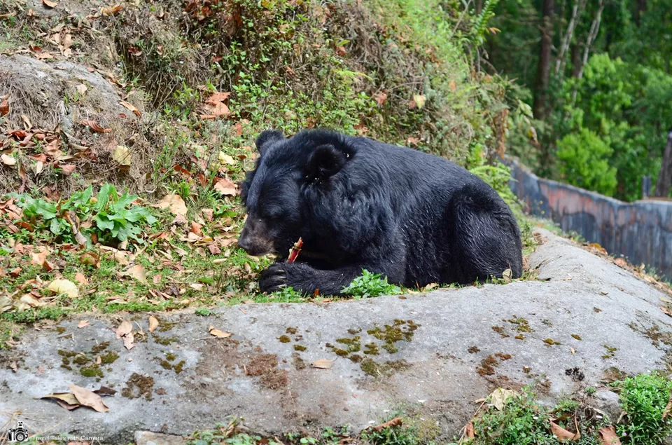 Photo of Padmaja Naidu Himalayan Zoological Park, Swarnabithi Apartment, Panchasayar, Garia, Kolkata, West Bengal, India by Sushant Singhal