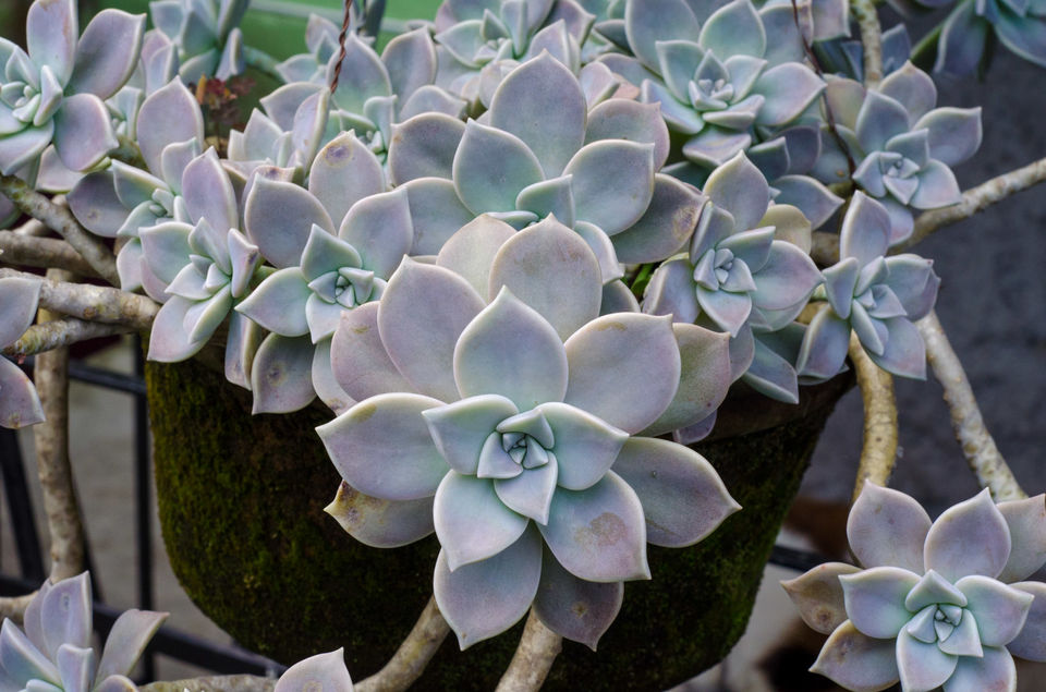 Photo of Pineview Nursery, Kalimpong Khasmahal, Kalimpong, West Bengal, India by Sushant Singhal