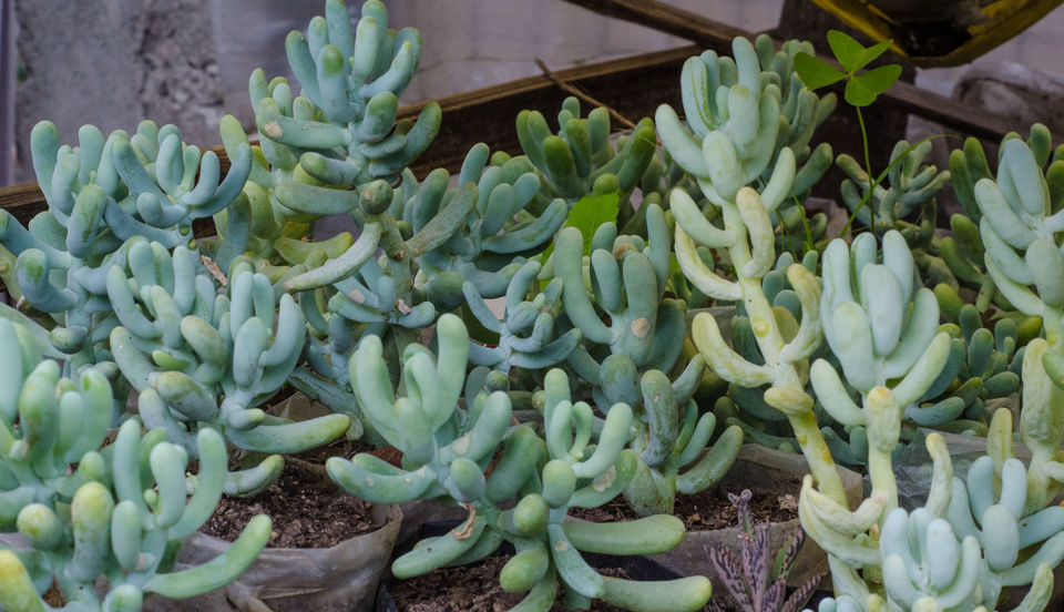 Photo of Pineview Nursery, Kalimpong Khasmahal, Kalimpong, West Bengal, India by Sushant Singhal