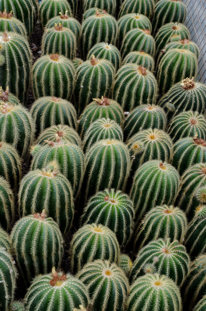 Photo of Pineview Nursery, Kalimpong Khasmahal, Kalimpong, West Bengal, India by Sushant Singhal