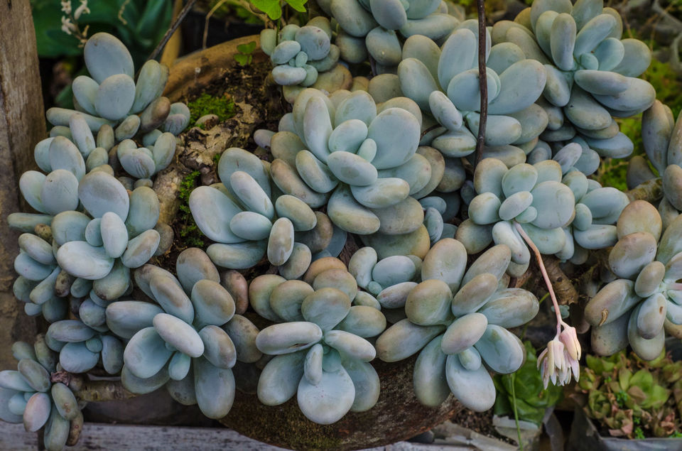 Photo of Pineview Nursery, Kalimpong Khasmahal, Kalimpong, West Bengal, India by Sushant Singhal