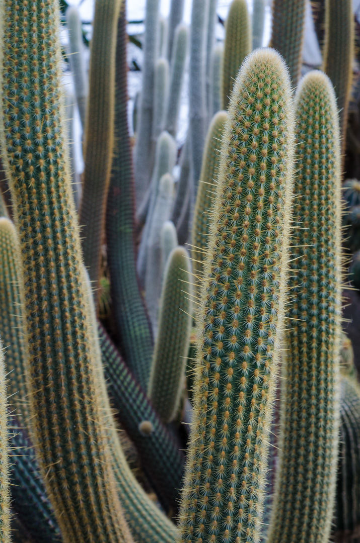 Photo of Pineview Nursery, Kalimpong Khasmahal, Kalimpong, West Bengal, India by Sushant Singhal