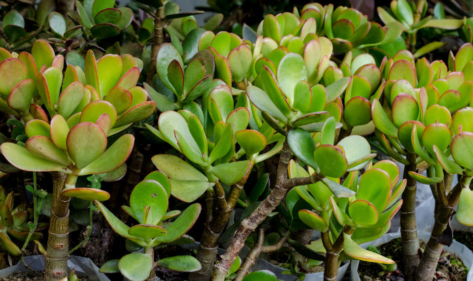 Photo of Pineview Nursery, Kalimpong Khasmahal, Kalimpong, West Bengal, India by Sushant Singhal