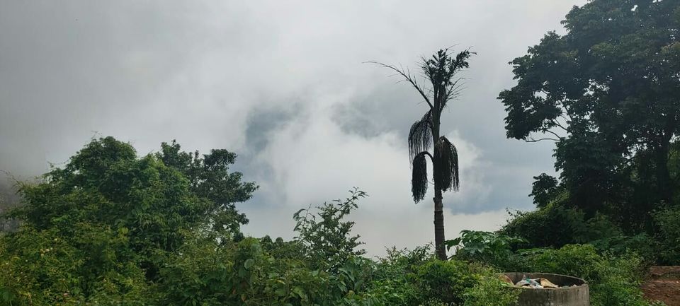 Photo of King of herbs again (kolli hills) by Pradeep Siddhardhan