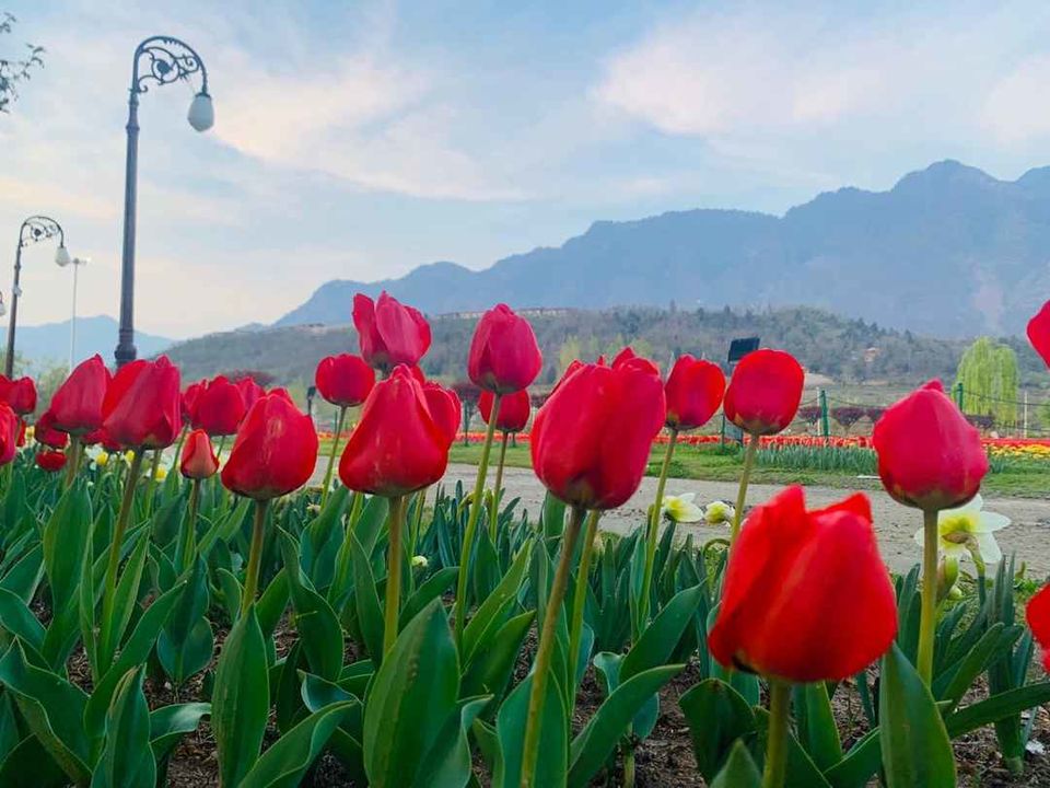 Photo of Asia's Largest Tulip Garden in Kashmir is Blooming at its Best Amid the Lockdown by Tanushekha Agnihottri