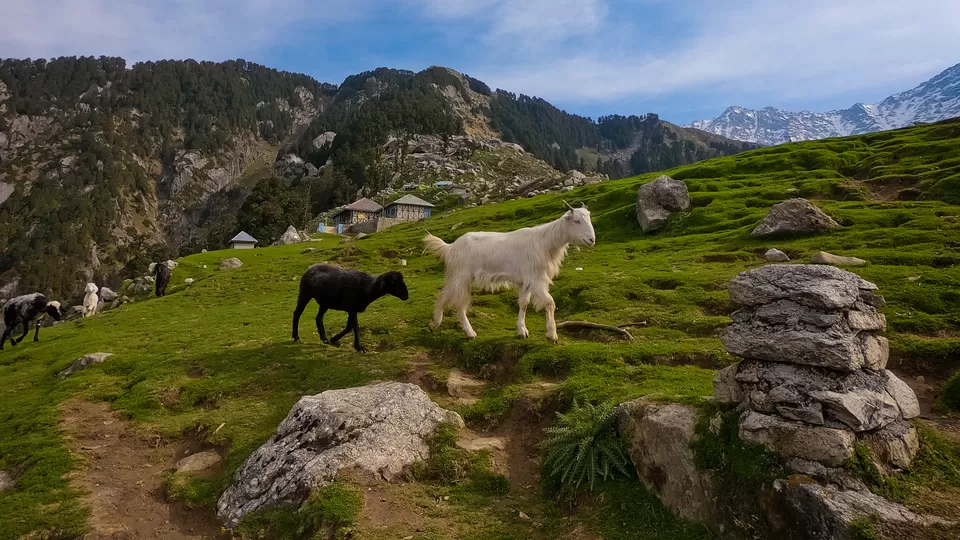 Photo of Triund, Himachal Pradesh by Aritra Sen