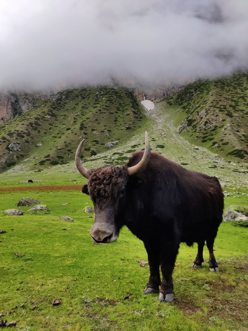 Photo of Gamshali by trekking uttarakhand
