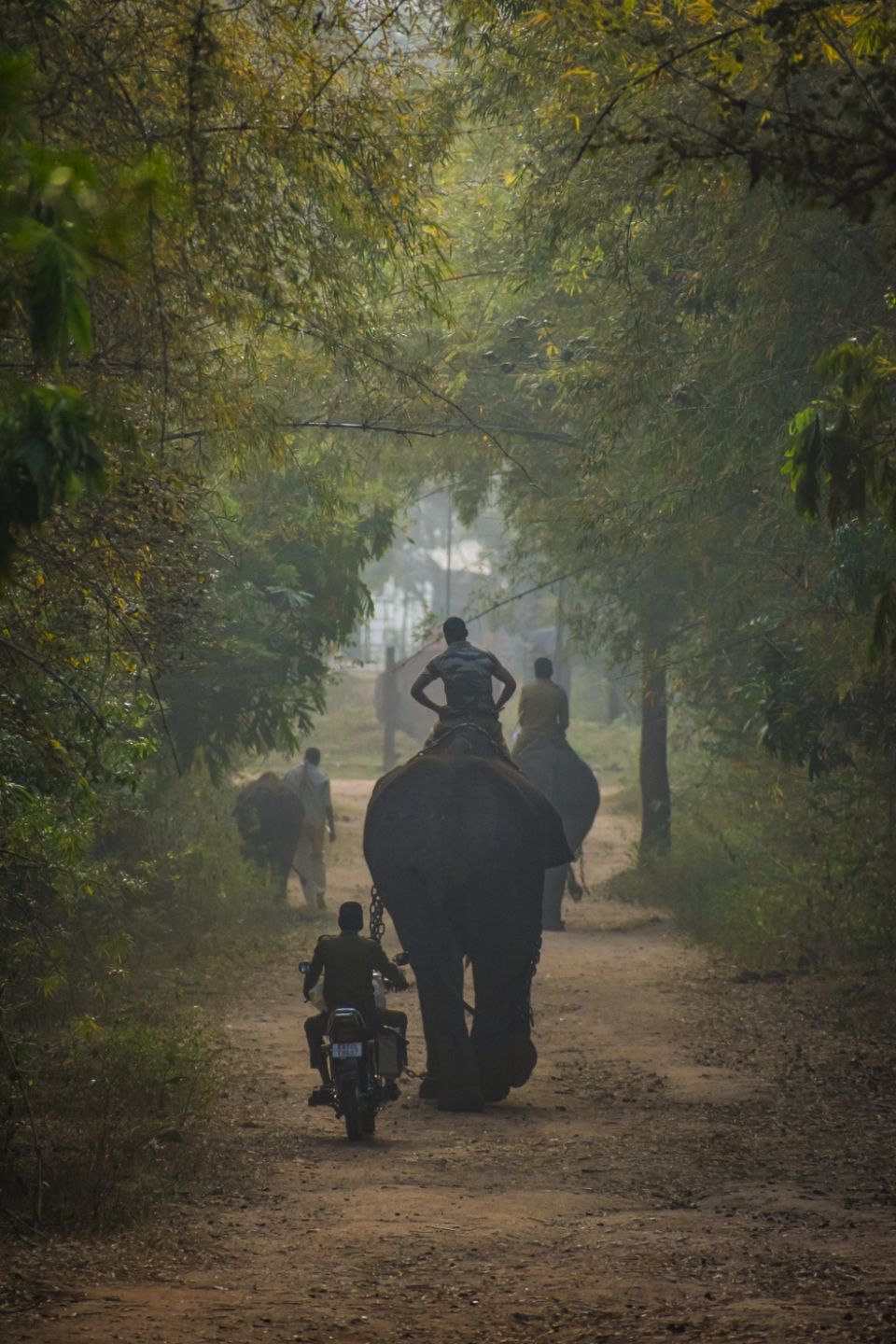Photo of Sakrebailu Elephant Training Camp by travelfreak.dev