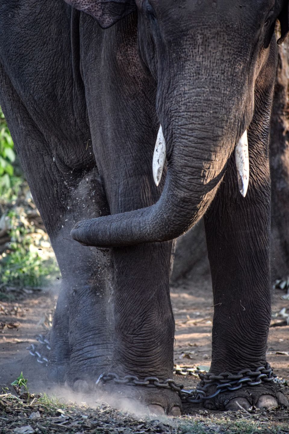 Photo of Sakrebailu Elephant Training Camp by travelfreak.dev