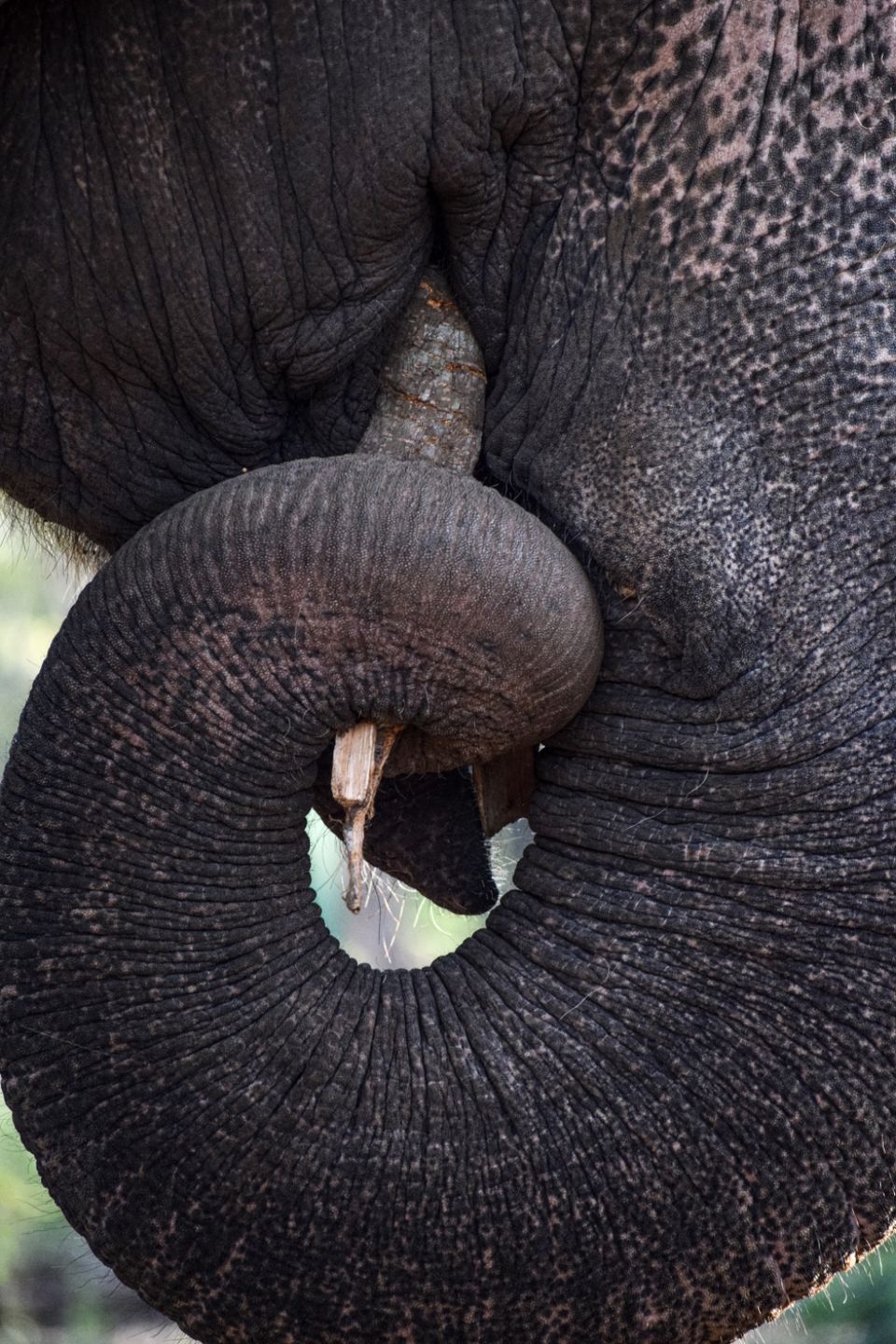 Photo of Sakrebailu Elephant Training Camp by travelfreak.dev