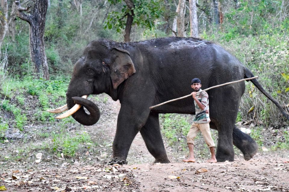Photo of Sakrebailu Elephant Training Camp by travelfreak.dev